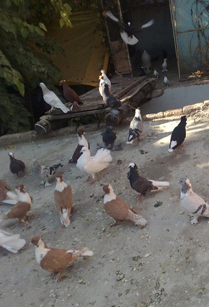 Kuşlar (Aves)